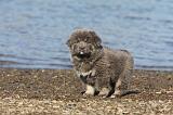 DOGUE DU TIBET 070